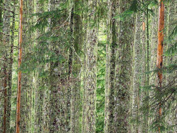 Wild, Jamie and Judy 아티스트의 Washington State-Central Cascades Moss and lichen covered tree trunks작품입니다.